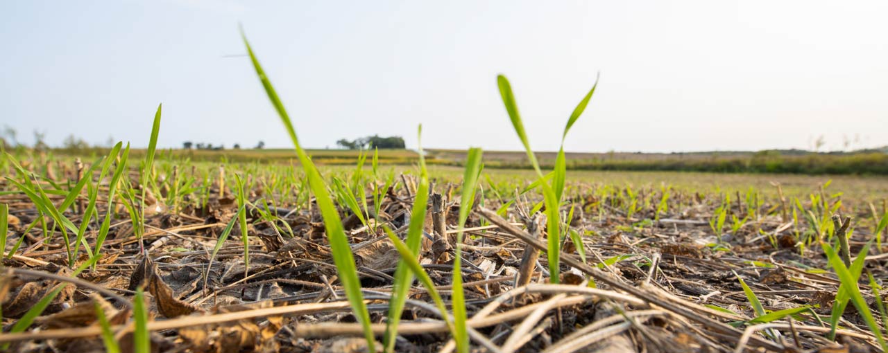 Field landscape image